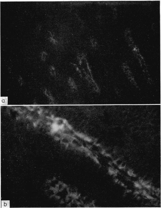 https://cdn.ncbi.nlm.nih.gov/pmc/blobs/a5bb/1407930/288c91d8316f/immunology00344-0045-a.jpg