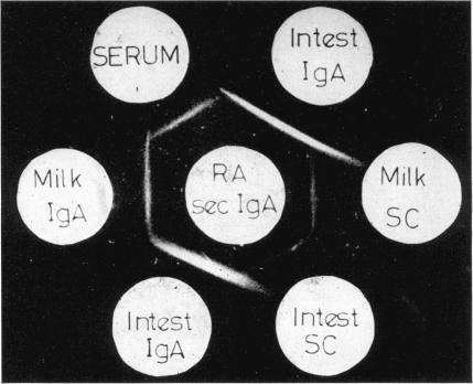 https://cdn.ncbi.nlm.nih.gov/pmc/blobs/a5bb/1407930/617c89bc76b8/immunology00344-0042-a.jpg