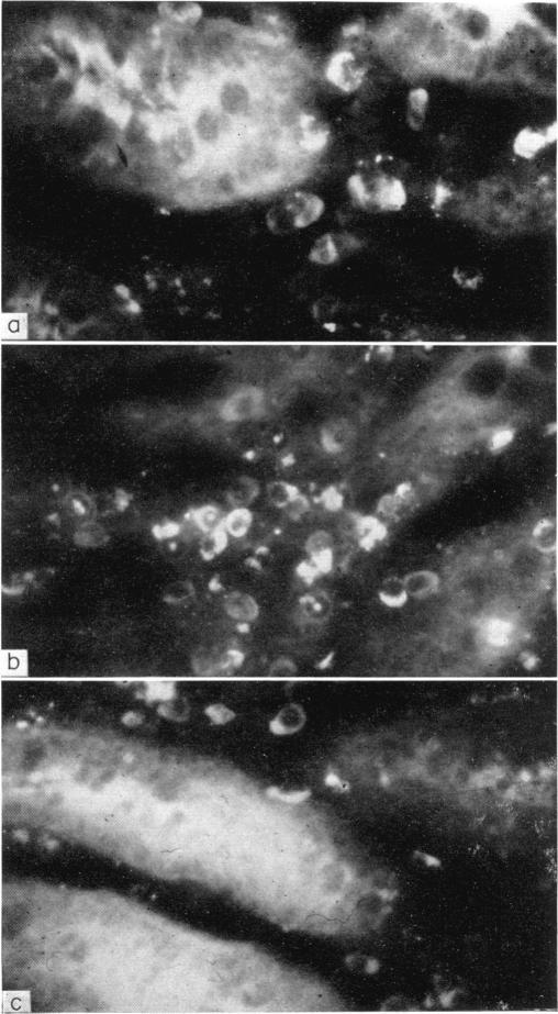 https://cdn.ncbi.nlm.nih.gov/pmc/blobs/a5bb/1407930/aa5e46536a75/immunology00344-0044-a.jpg