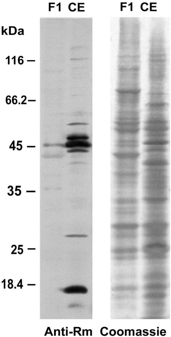 https://cdn.ncbi.nlm.nih.gov/pmc/blobs/a5bd/4678213/7854311bad68/fpls-06-01085-g004.jpg