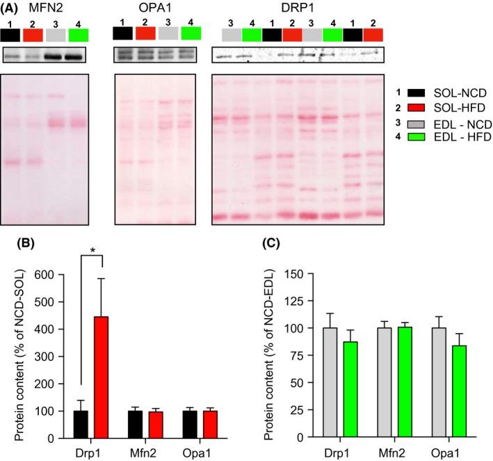 https://cdn.ncbi.nlm.nih.gov/pmc/blobs/a5bd/6430054/6fa45e07afb7/PHY2-6-e13548-g006.jpg