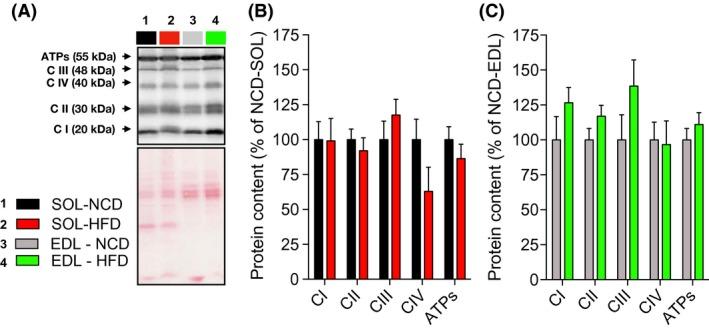 https://cdn.ncbi.nlm.nih.gov/pmc/blobs/a5bd/6430054/c6194d6f9aa5/PHY2-6-e13548-g004.jpg