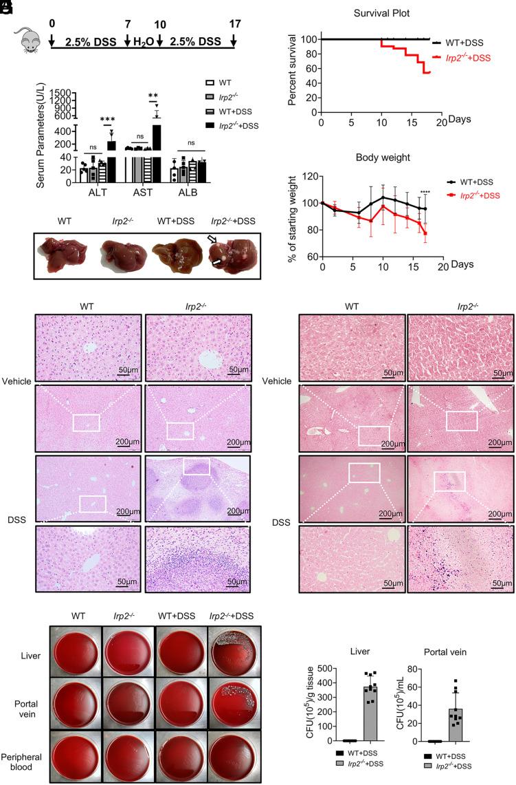 https://cdn.ncbi.nlm.nih.gov/pmc/blobs/a5bf/11295080/30a83fd0800f/pnas.2321929121fig01.jpg