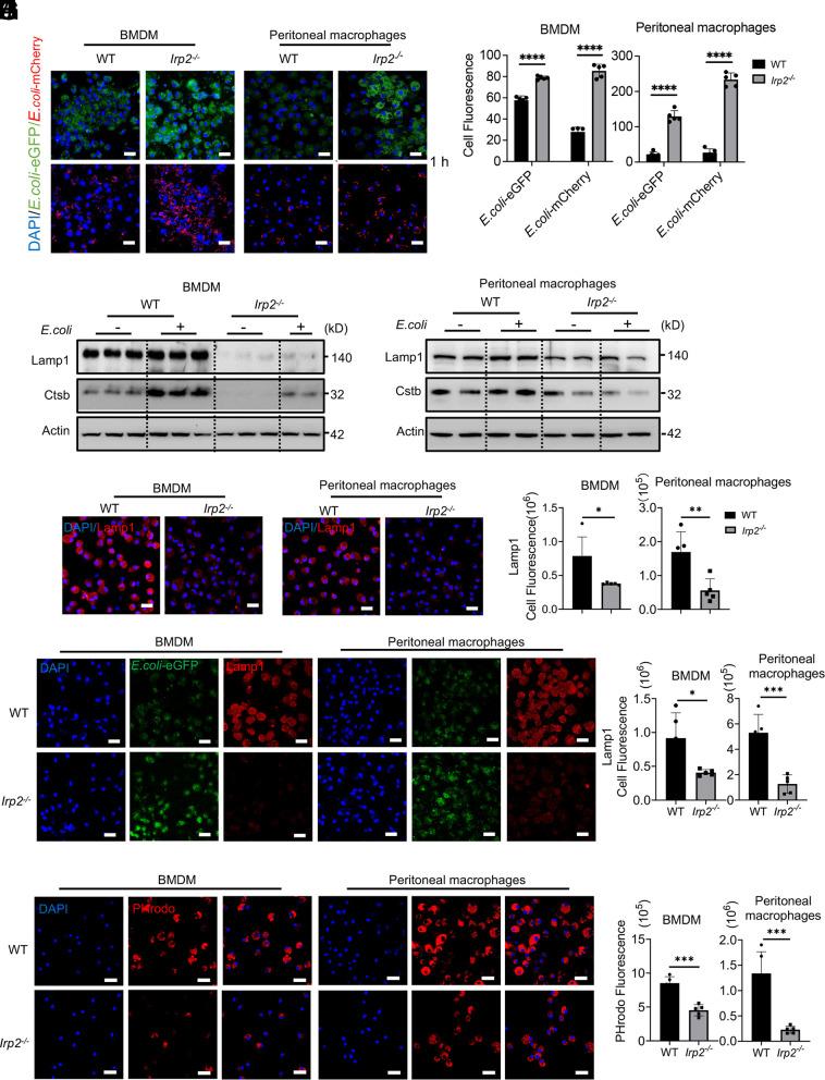 https://cdn.ncbi.nlm.nih.gov/pmc/blobs/a5bf/11295080/fdac2027022d/pnas.2321929121fig03.jpg