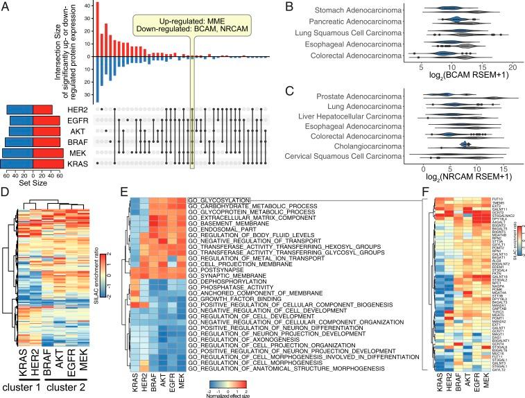 https://cdn.ncbi.nlm.nih.gov/pmc/blobs/a5c1/7148585/6712e18e07e0/pnas.1917947117fig02.jpg