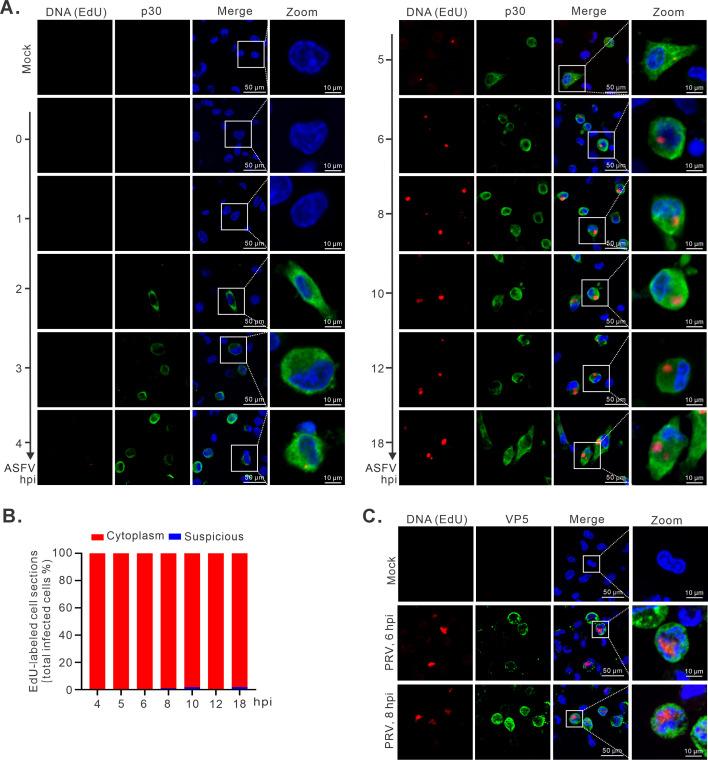 https://cdn.ncbi.nlm.nih.gov/pmc/blobs/a5c4/12282160/687c2a7ed351/jvi.00584-25.f003.jpg