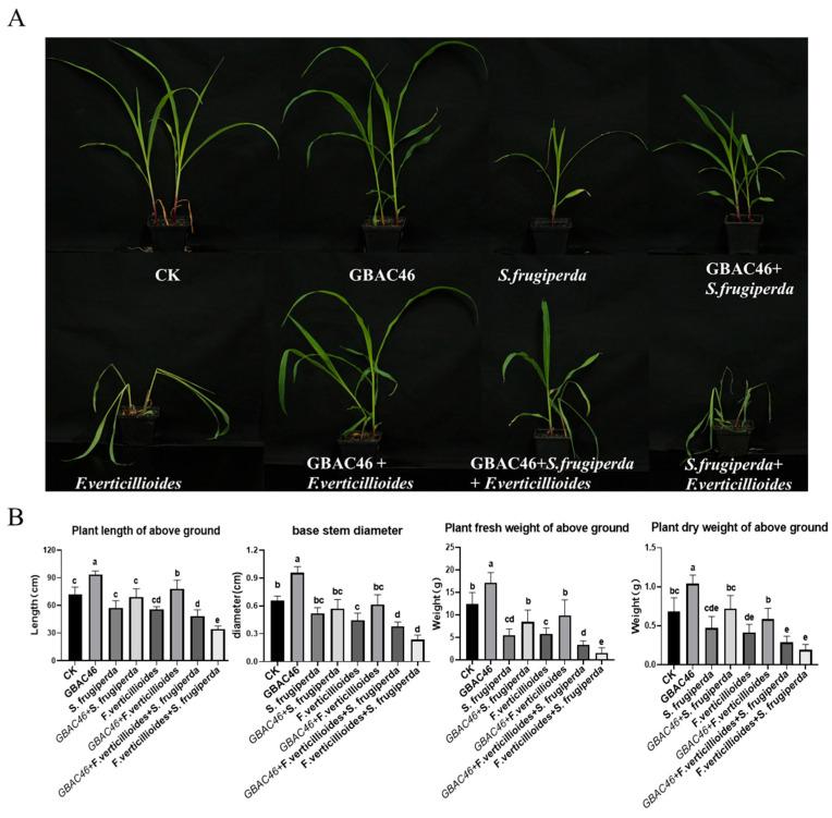 https://cdn.ncbi.nlm.nih.gov/pmc/blobs/a5c5/12025000/5266a6f1aa2b/biomolecules-15-00519-g003.jpg