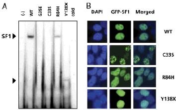 https://cdn.ncbi.nlm.nih.gov/pmc/blobs/a5c6/2673348/ff3fb4893b3d/humu0029-0059-f2.jpg