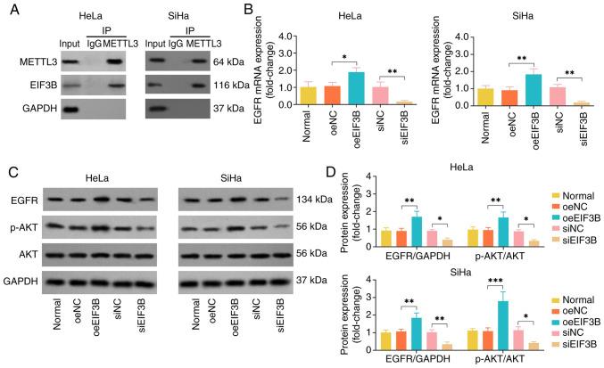 https://cdn.ncbi.nlm.nih.gov/pmc/blobs/a5c7/12239068/2f125f5005ef/or-54-03-08936-g02.jpg