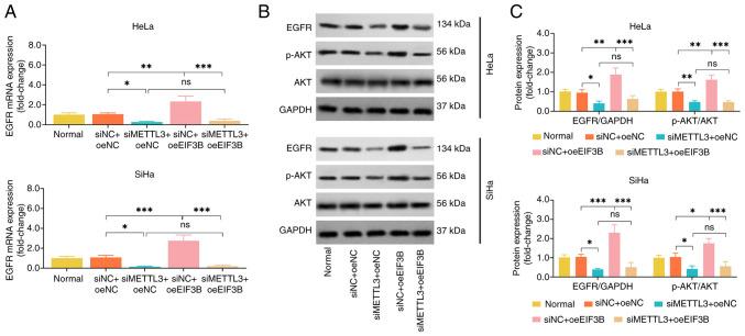 https://cdn.ncbi.nlm.nih.gov/pmc/blobs/a5c7/12239068/70a6e5cc3928/or-54-03-08936-g05.jpg