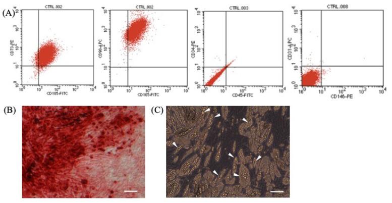 https://cdn.ncbi.nlm.nih.gov/pmc/blobs/a5c8/8229256/47f1019dacbf/bioengineering-08-00083-g001.jpg