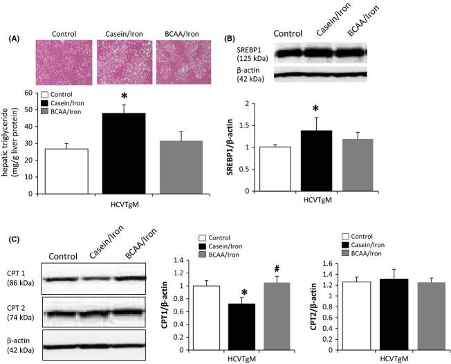 https://cdn.ncbi.nlm.nih.gov/pmc/blobs/a5c9/4409847/118e506b04f5/liv0035-1303-f3.jpg