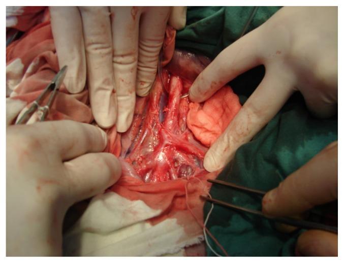 https://cdn.ncbi.nlm.nih.gov/pmc/blobs/a5cb/4576788/e529263034f2/cm-88-196f1.jpg