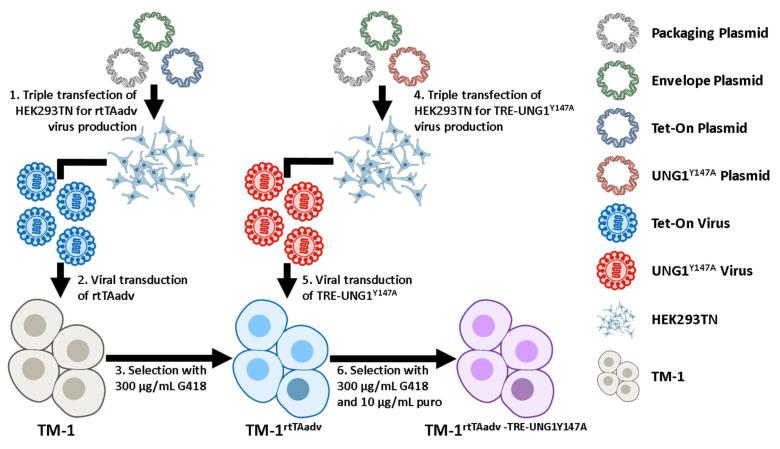 https://cdn.ncbi.nlm.nih.gov/pmc/blobs/a5cd/12250015/5389448996ec/ijms-26-06255-g007.jpg