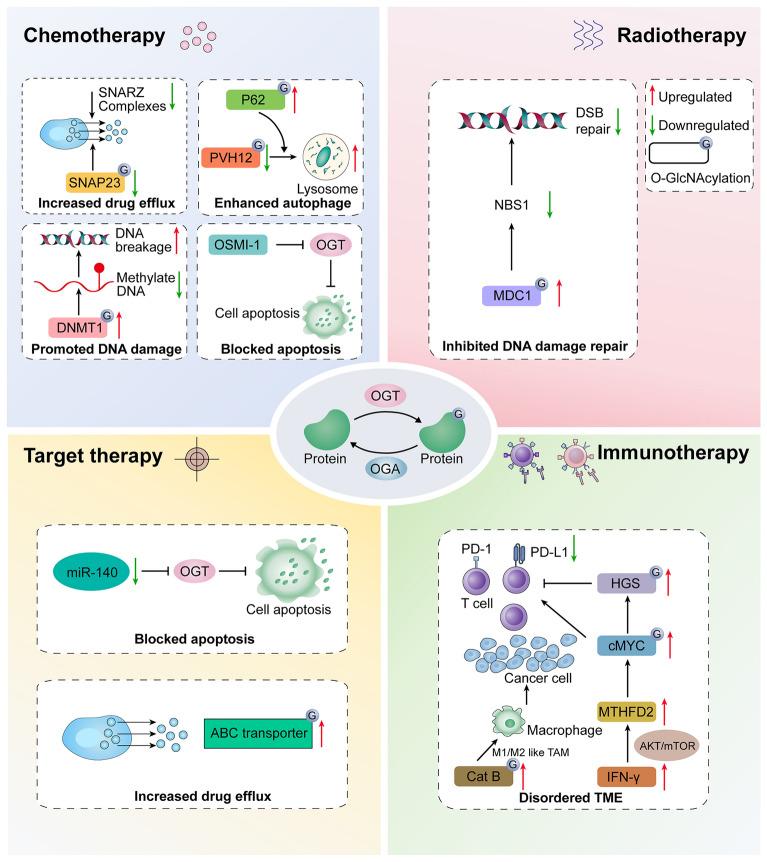 https://cdn.ncbi.nlm.nih.gov/pmc/blobs/a5d1/11529444/3b64b1826c98/40164_2024_569_Fig3_HTML.jpg