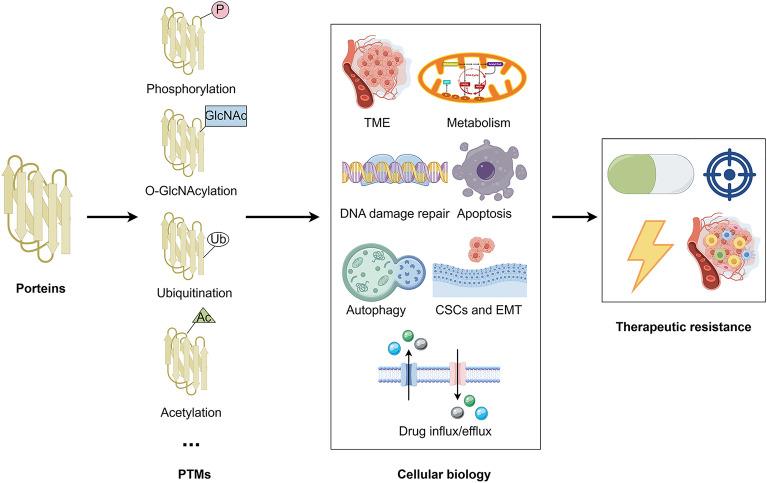 https://cdn.ncbi.nlm.nih.gov/pmc/blobs/a5d1/11529444/f4a273880598/40164_2024_569_Fig1_HTML.jpg