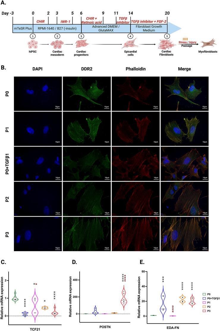 https://cdn.ncbi.nlm.nih.gov/pmc/blobs/a5d2/11653212/1b7dc8eab4d3/fcell-12-1496884-g001.jpg