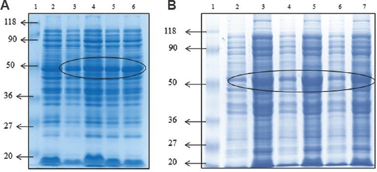 https://cdn.ncbi.nlm.nih.gov/pmc/blobs/a5d3/6118135/1414568c07a8/IJMR-147-603-g002.jpg