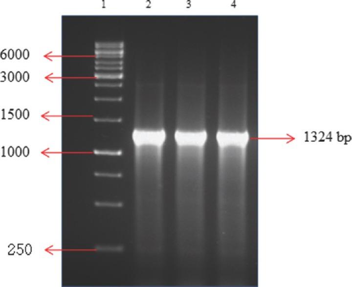 https://cdn.ncbi.nlm.nih.gov/pmc/blobs/a5d3/6118135/287509d5818b/IJMR-147-603-g001.jpg