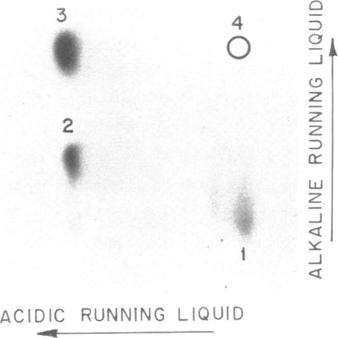 https://cdn.ncbi.nlm.nih.gov/pmc/blobs/a5d4/327787/62030e3d443d/nar00445-0308-a.jpg