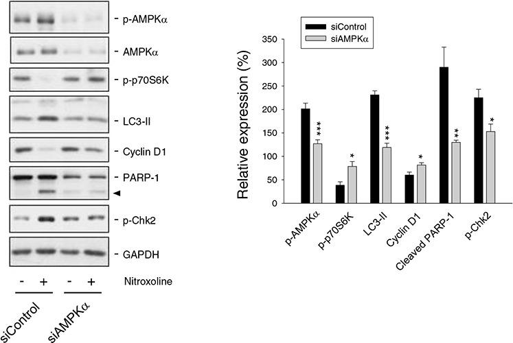 https://cdn.ncbi.nlm.nih.gov/pmc/blobs/a5d4/4741862/8319c424ac16/oncotarget-06-39806-g004.jpg