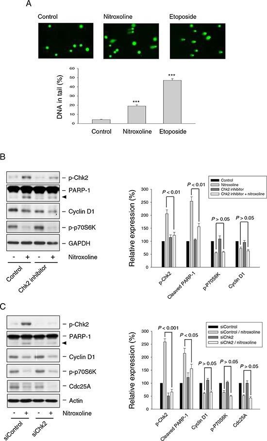 https://cdn.ncbi.nlm.nih.gov/pmc/blobs/a5d4/4741862/f6821cfa23e0/oncotarget-06-39806-g005.jpg