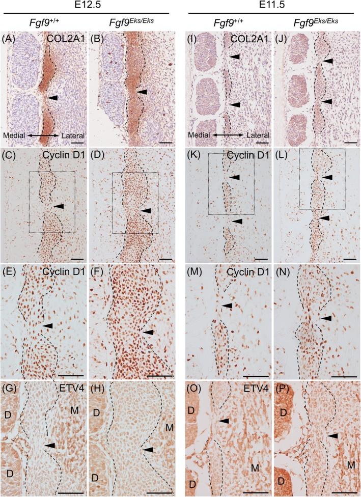 https://cdn.ncbi.nlm.nih.gov/pmc/blobs/a5d8/12214759/b6cdc4b1c3b6/CGA-65-0-g003.jpg