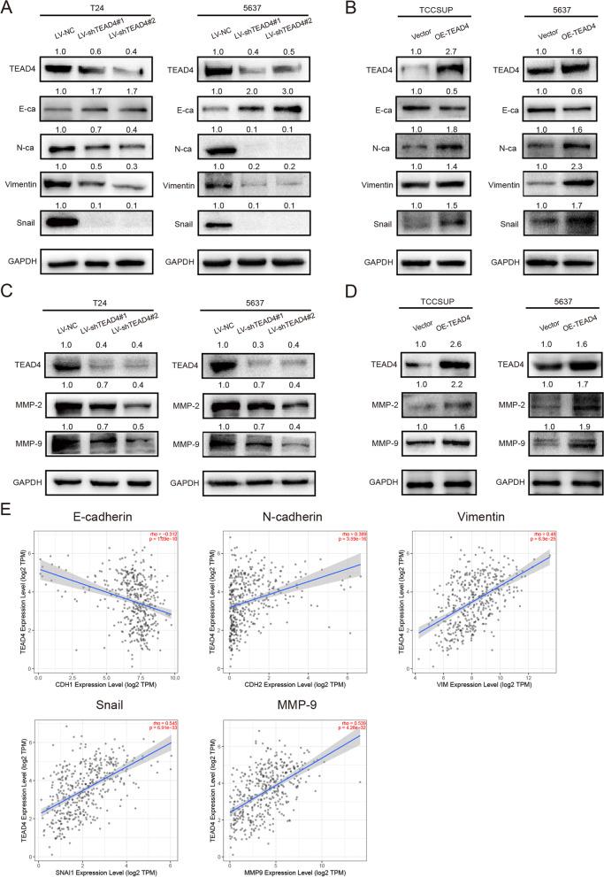 https://cdn.ncbi.nlm.nih.gov/pmc/blobs/a5d8/9112458/294ca8ba3d10/13046_2022_2377_Fig6_HTML.jpg