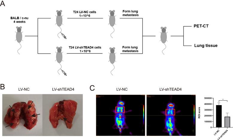 https://cdn.ncbi.nlm.nih.gov/pmc/blobs/a5d8/9112458/6fac056e8a8f/13046_2022_2377_Fig9_HTML.jpg