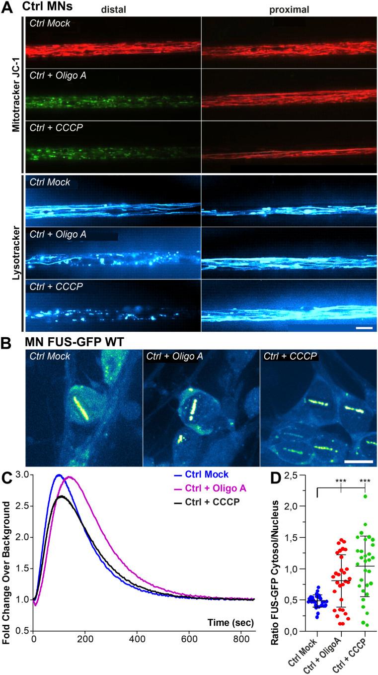 https://cdn.ncbi.nlm.nih.gov/pmc/blobs/a5d9/11101837/d153fc90922a/LSA-2023-02535_Fig3.jpg