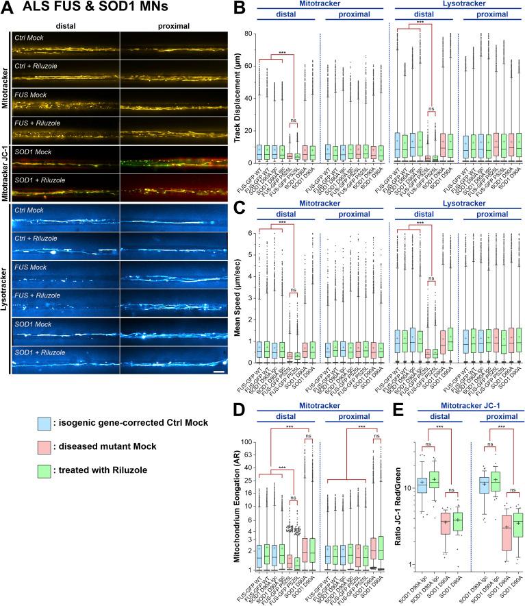 https://cdn.ncbi.nlm.nih.gov/pmc/blobs/a5d9/11101837/d6a0ed86b147/LSA-2023-02535_FigS7.jpg