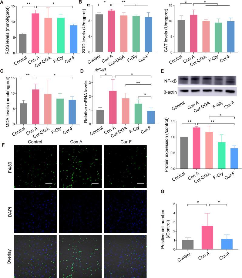 https://cdn.ncbi.nlm.nih.gov/pmc/blobs/a5dc/10860698/d6eab7335cfd/am3c16168_0005.jpg