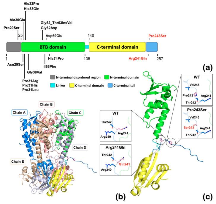 https://cdn.ncbi.nlm.nih.gov/pmc/blobs/a5df/11121487/12e62f9cf2a4/ijms-25-05179-g008.jpg