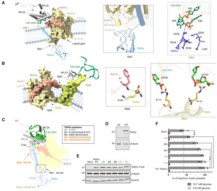 https://cdn.ncbi.nlm.nih.gov/pmc/blobs/a5e4/10702806/11241e0f207a/EMBR-24-e57910-g001.jpg