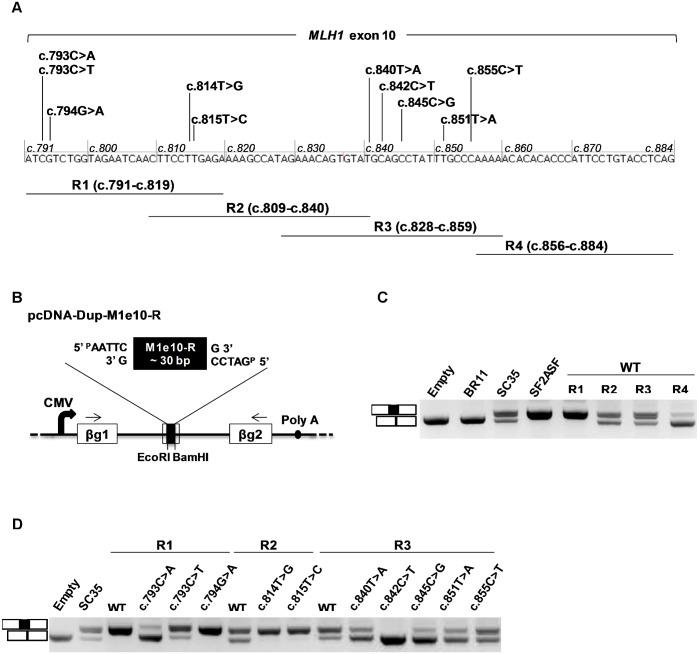 https://cdn.ncbi.nlm.nih.gov/pmc/blobs/a5e9/4711968/05cabb1ace47/pgen.1005756.g002.jpg