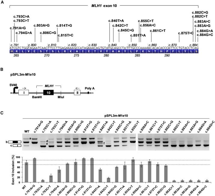 https://cdn.ncbi.nlm.nih.gov/pmc/blobs/a5e9/4711968/c72041722652/pgen.1005756.g001.jpg