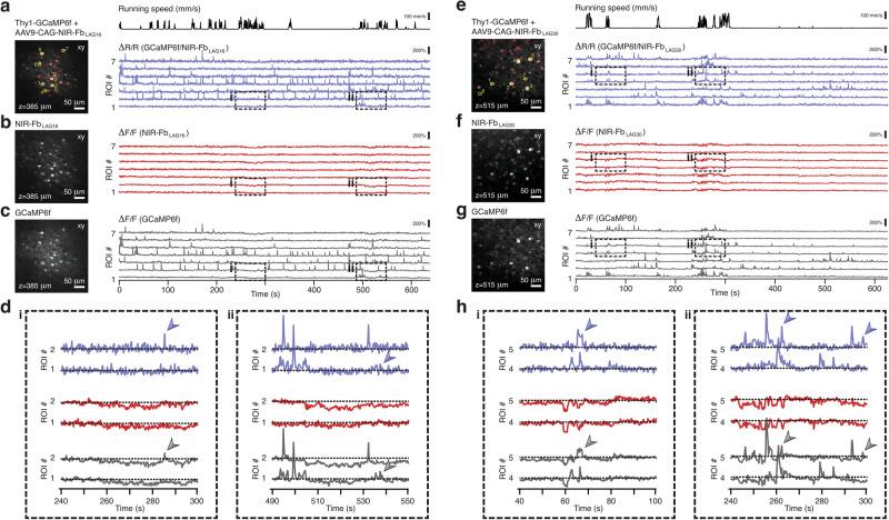 https://cdn.ncbi.nlm.nih.gov/pmc/blobs/a5ea/11379940/8539abb01bc8/41467_2024_51857_Fig8_HTML.jpg