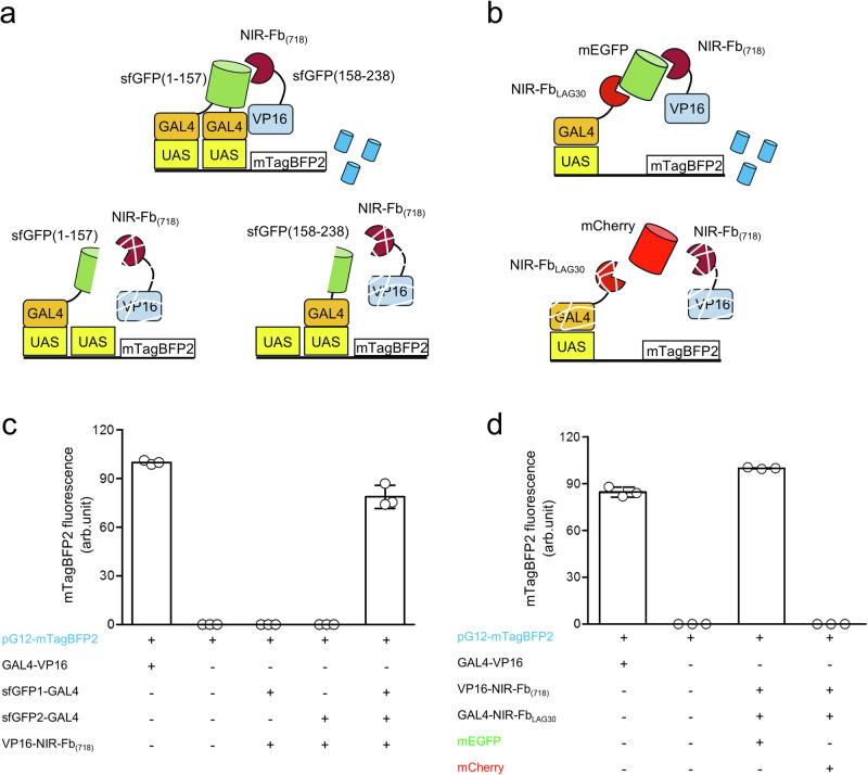 https://cdn.ncbi.nlm.nih.gov/pmc/blobs/a5ea/11379940/d3ba64fe22e3/41467_2024_51857_Fig6_HTML.jpg