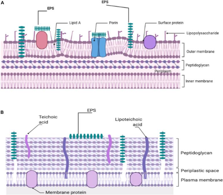 https://cdn.ncbi.nlm.nih.gov/pmc/blobs/a5ea/8170130/ac8426ed7b6c/fmicb-12-664395-g001.jpg