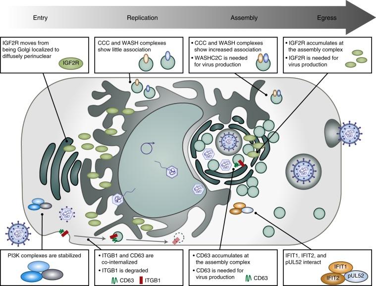 https://cdn.ncbi.nlm.nih.gov/pmc/blobs/a5ed/7010728/370c61ad1fbc/41467_2020_14586_Fig9_HTML.jpg