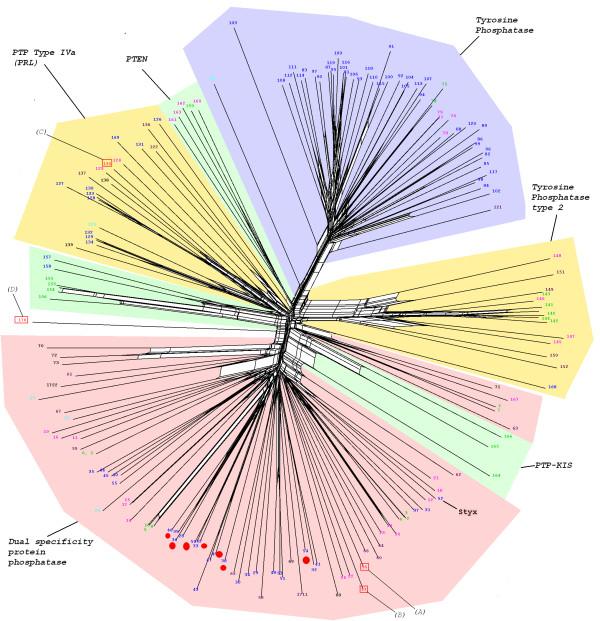 https://cdn.ncbi.nlm.nih.gov/pmc/blobs/a5ef/2559854/29627019f82b/1471-2164-9-412-5.jpg