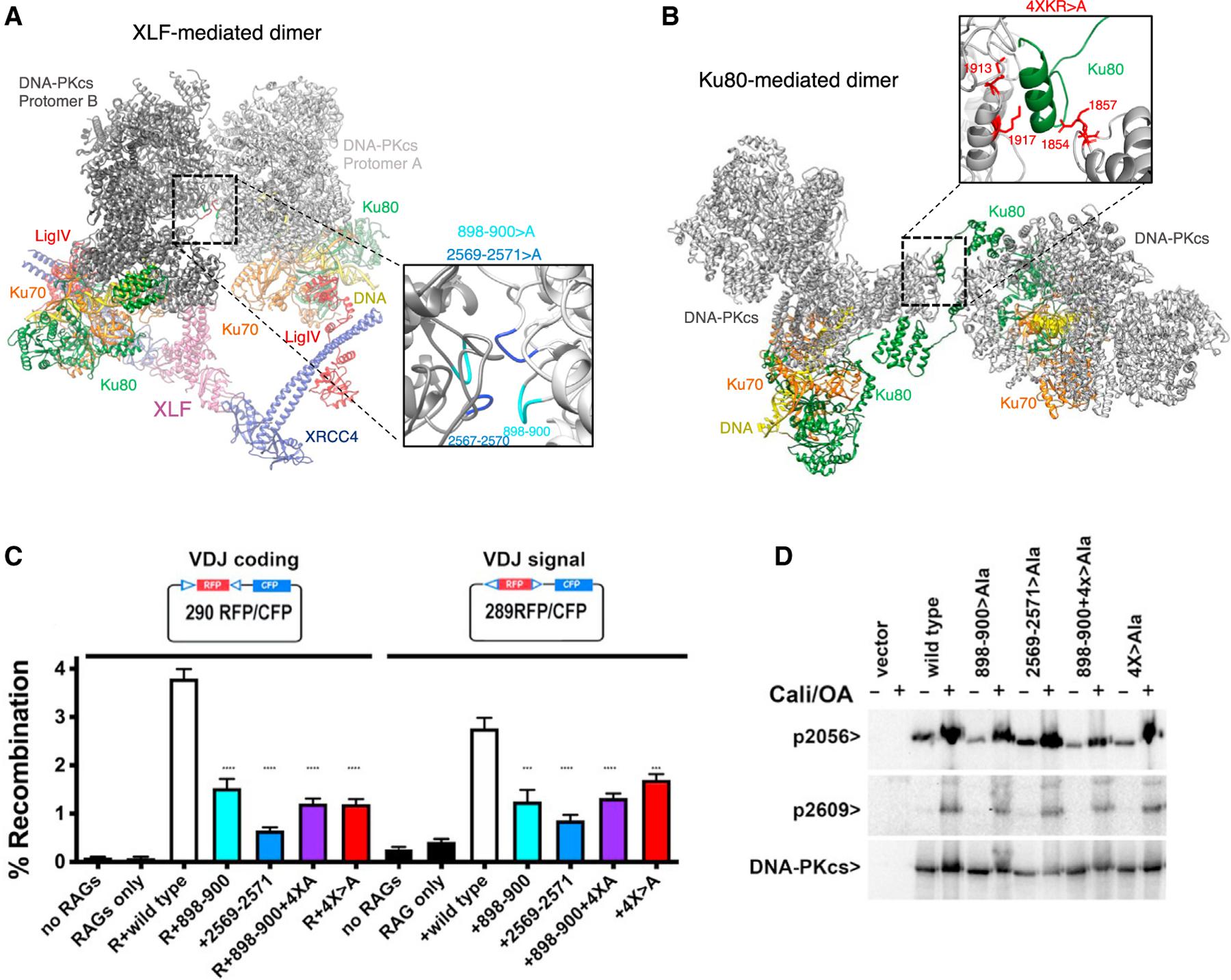 https://cdn.ncbi.nlm.nih.gov/pmc/blobs/a5f1/9006396/518b9f5b72e7/nihms-1790590-f0005.jpg