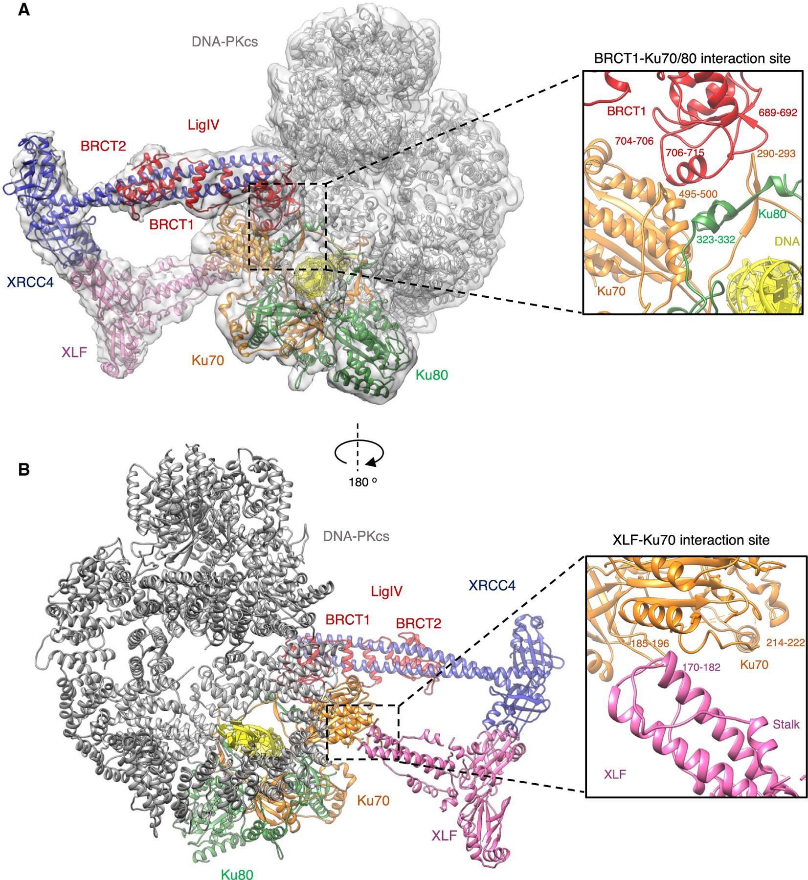 https://cdn.ncbi.nlm.nih.gov/pmc/blobs/a5f1/9006396/ef882b666365/nihms-1790590-f0002.jpg