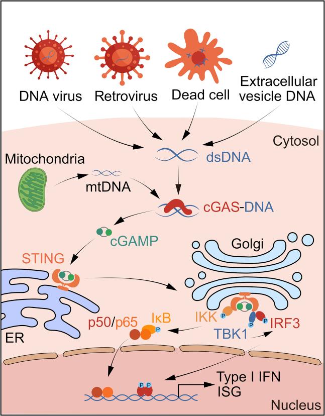 https://cdn.ncbi.nlm.nih.gov/pmc/blobs/a5f2/8899703/e004f9d92ec6/gr2.jpg