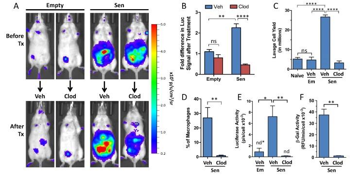 https://cdn.ncbi.nlm.nih.gov/pmc/blobs/a5f3/4993332/15b1b0ca2e77/aging-08-1294-g003.jpg