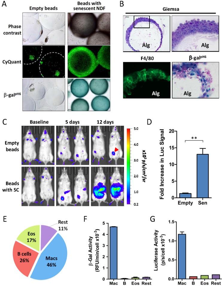 https://cdn.ncbi.nlm.nih.gov/pmc/blobs/a5f3/4993332/2a3fc451c362/aging-08-1294-g002.jpg