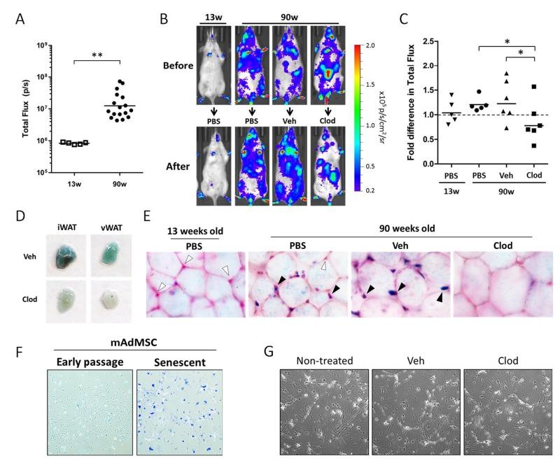 https://cdn.ncbi.nlm.nih.gov/pmc/blobs/a5f3/4993332/2d06e344ae88/aging-08-1294-g004.jpg