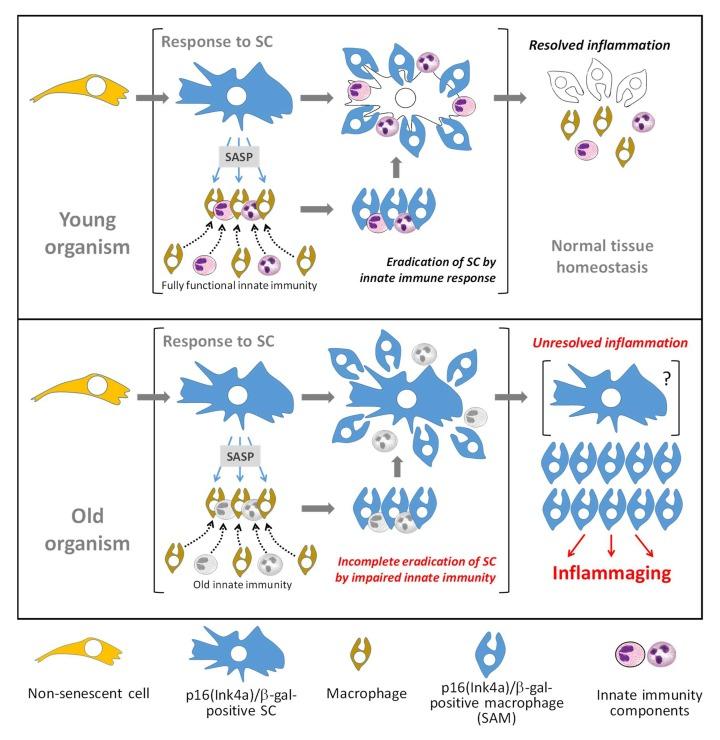 https://cdn.ncbi.nlm.nih.gov/pmc/blobs/a5f3/4993332/a40f853fa54b/aging-08-1294-g005.jpg