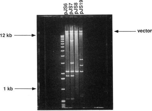 https://cdn.ncbi.nlm.nih.gov/pmc/blobs/a5fa/203984/df0911b0412f/jbacter00048-0291-a.jpg