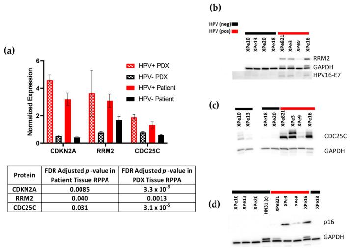 https://cdn.ncbi.nlm.nih.gov/pmc/blobs/a5fe/10930474/6c160cc989a7/cancers-16-01066-g002.jpg